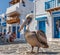 Pelican Petros is a symbol of Mykonos island in Greece