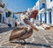 Pelican Petros is a symbol of Mykonos island in Greece