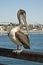 Pelican on a Pier