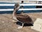 The Pelican on the pier