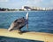 Pelican on the pier enjoying the scenery