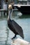 Pelican at the Pier. Key West, Florida