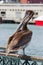 Pelican by the Pier in San Francisco Bay