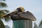 Pelican on a Piling
