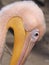 Pelican pink close up head down