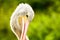 Pelican pink portrait of a pelican, feathered head with a pink long beak on a green background