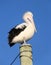 Pelican on pole