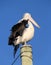 Pelican on pole