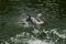 Pelican in a pond, a morning bath