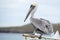 Pelican portrait