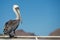 Pelican portrait