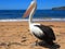 Pelican portrait at beach of Sydney in Australia