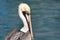 Pelican Portrait Close Up