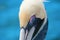 Pelican portrait closeup