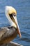 Pelican portrait side breeding colors