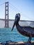 Pelican posing with Golden Gate Bridge