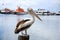 Pelican On a Post