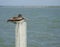 Pelican on post