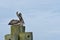 Pelican on a Post in Apalachicola, FL