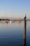 Pelican on post with moored sailboats in background in Coconut Grove, Florida.