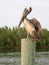 Pelican on Post in USA