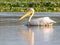 Pelican on Potcoava de Sud lake, Danube Delta, Romania