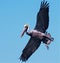 A pelican prepares to steal a coveted piling perch from a great egret