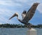 Pelican preparing to fly