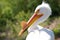 Pelican profile