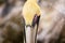 A Pelican Profile