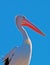 Pelican profile portrait