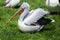 Pelican in profile sitting on the ground