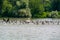 Pelican rage with cormorant in Danube River.