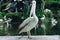 Pelican at Ragunan