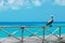 Pelican on railing by ocean
