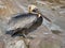 pelican recorded on a rock. large seabird with richly textured plumage