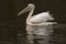 Pelican reflected in the water of a river