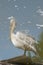 Pelican Reflection in the lake.