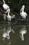 Pelican Reflections