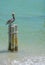 A Pelican relaxing on poles over the beautiful waters of Johns Pass on the Gulf of Mexico, Florida