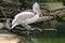 Pelican resting on a branch