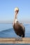 Pelican resting at the pier.