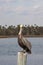 Pelican Resting On A Post