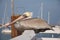 A pelican rests along a fence on a pier.