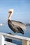 A pelican rests on a fence by the sea.