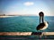 Pelican rests on the railing of a pier in Hermosa Beach, California
