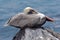 Pelican on the rock 1