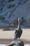 Pelican on rock
