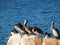 Pelican on the rock, coquimbo, chile