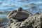 Pelican on a rock on Santa Cruz Island